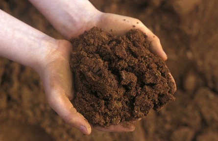 科技名詞|暗棕壤 dark brown forest soil，dark brown soil