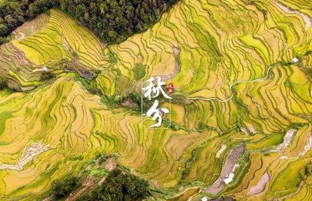 文脈·秋分|金黃梯田迎稻浪，侗寨古村喜曬秋