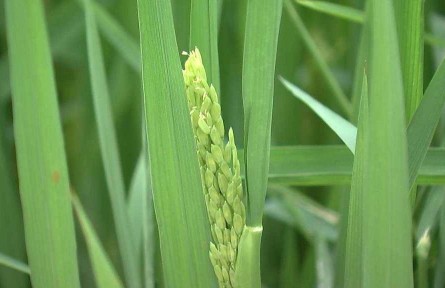 浙江嘉興：全力打造更高水平的高標準農(nóng)田樣板