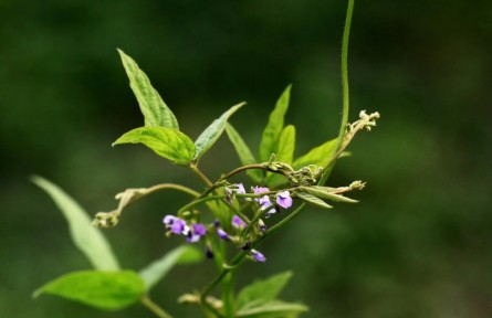 物種故事|野大豆：生如草芥 視若珍寶