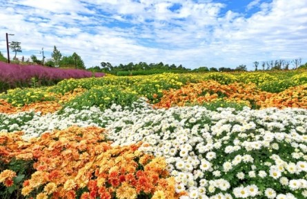 菊花，花中君子，可藥可食