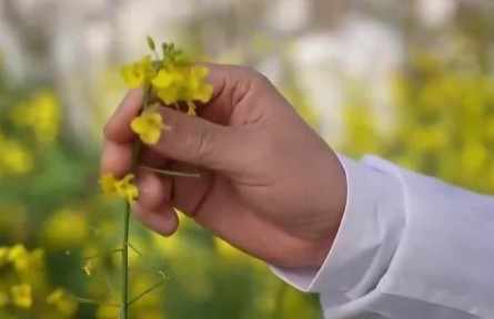 人勤春來(lái)早|開工干勁足 油菜花田里的“追花人”