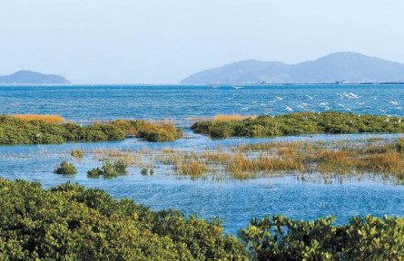 從退化到新生，福建傾力守護(hù)碧海綠洲