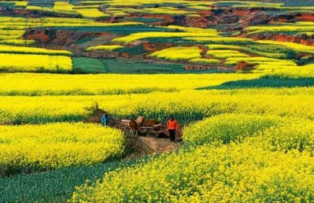 云南紅河瀘西：油菜花開春來美